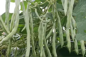 不管种植什么样的豆角，高产少不了这五点，花多荚多产量高图片