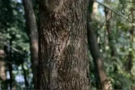 碧根果是啥树上的果实，它有什么利用价值图片