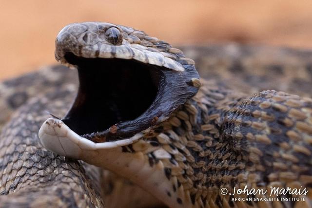 33张令人毛骨悚然的生物照：诡异山羊如人一般站立，眼神深邃