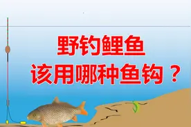 野钓鲤鱼用哪种鱼钩？大小、钩型详细讲解，新手用对很重要图片