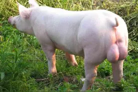 “洋种猪”当道！7亿头猪几乎都是外国籍，本土猪濒临灭绝？图片