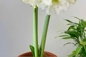 换下的旧土别扔，加点废渣，变肥沃营养土，养花开不断图片