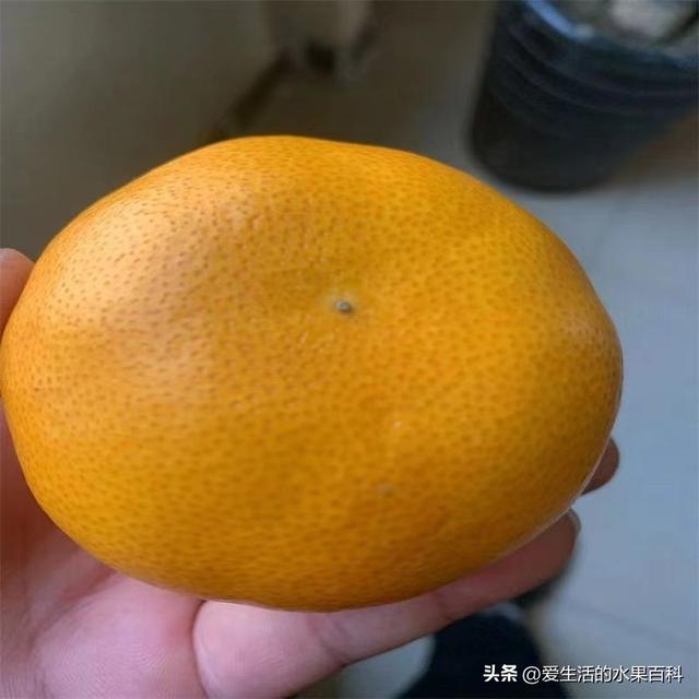 阿蜜达柑橘几月份成熟（日本阿密哒柑橘介绍种植前景和注意事项）