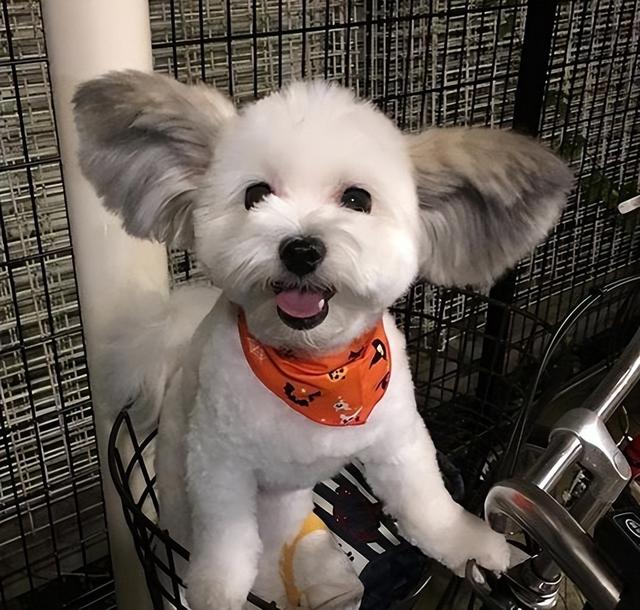 狗狗常见的10种"耳朵",你家狗是哪一种呢?