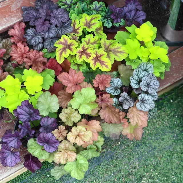 矾根耐寒耐旱,经常做花坛的组景素材.