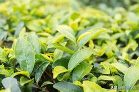 陈年铁观音，贵为药与宝图片