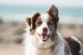 拥有高颜值的边牧，为何养的人却很少？这5点很多人表示接受不了图片