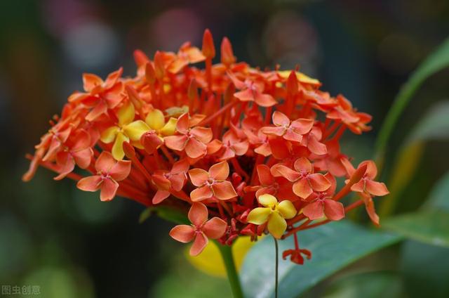 龙船花和绣球花的区别 朝阳新闻