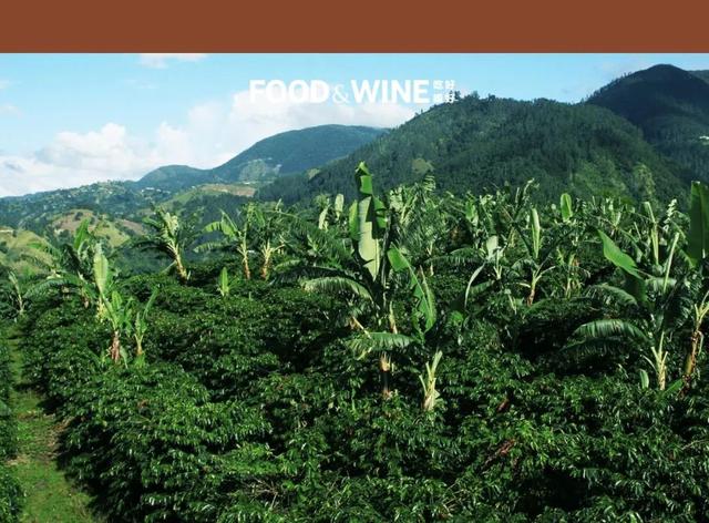 你有多久没听说过「蓝山咖啡」了？