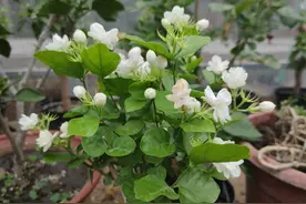 茉莉花难养？定期浇灌“1种水”，长新枝就开花，香味十足图片