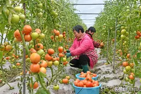 居家种菜先学会这些自制土农药，无害无残留，防虫防病效果好图片