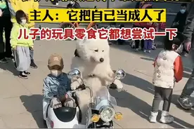 7岁萨摩耶淡定骑车带娃被围观，主人：它把自己当成人了图片
