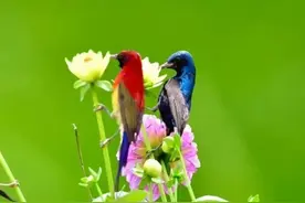 日语中级语法～に決まっているN2图片