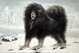 藏獒故事｜流浪獒不断追车寻找恩人，相见难舍难分，令人唏嘘图片