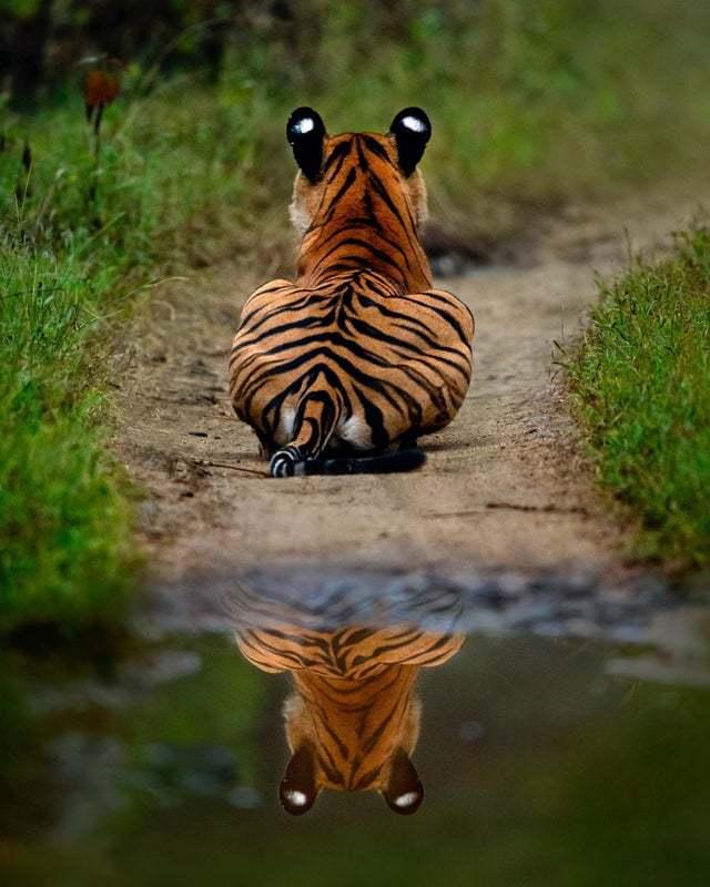 33张令人毛骨悚然的生物照：诡异山羊如人一般站立，眼神深邃