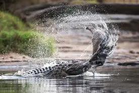 1.5米鳄鱼现身苏州，性情凶猛会咬人，野外无天敌，这绝不是好事图片
