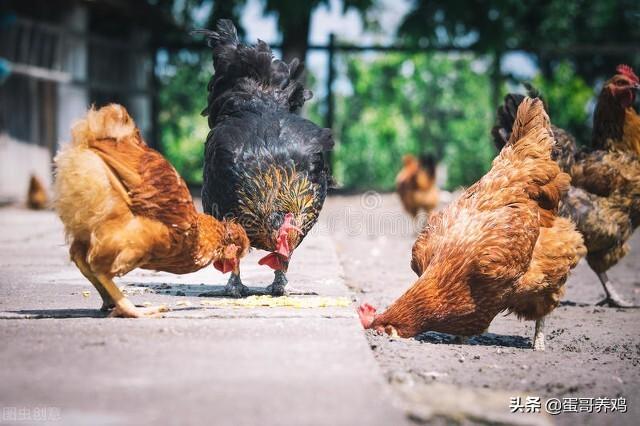 鸡皮肤痒用什么药