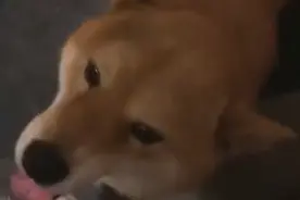 感动！黑龙江一女子送走养了多年的狗，1个月后狗子跑8公里回家图片