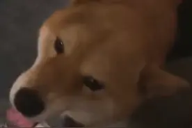 感动！黑龙江一女子送走养了多年的狗，1个月后狗子跑8公里回家图片