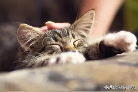 猫是靠什么，辨认出主人的？图片