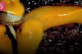 章鱼体内有寄生虫？！章鱼：那是我对象的丁丁……图片