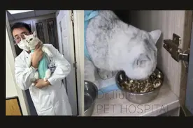 一例猫咪胃内异物手术（吞针）病例分享——柳磊宠物医院王杰图片