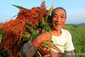 真正的粮食酒多少钱1斤？很便宜吗？55岁老酿酒师傅告诉你答案图片