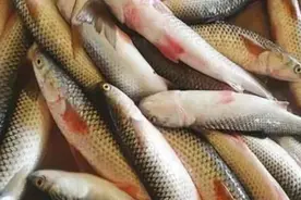 青岛吃梭鱼的季节，新鲜梭鱼15元一斤，来一份香喷喷的酱焖梭鱼吧图片