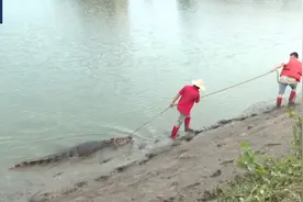 广东一养殖场鳄鱼出逃已抓回36条！注意：不要靠近附近水域图片