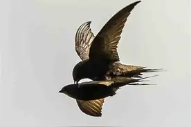 “无脚鸟”雨燕，一生边飞边睡，落地等于死亡，它如何繁衍后代？图片