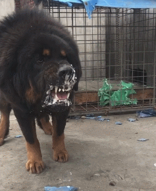 这5种狗,打架厉害,却不适合当警犬,有你喜欢的吗?