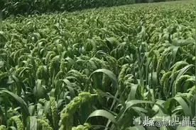 河北：杂交谷子 抗旱高产稳增收图片
