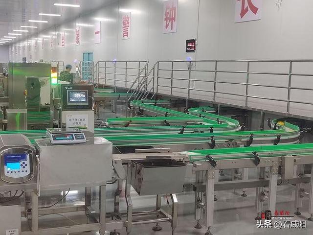 走进武功县金沙河超大型粮食综合加工基地|金沙河：小麦粒大能量 “变形”变出高质量