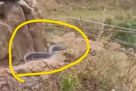 四川一条眼镜王蛇在山沟爬行散步，受到惊吓藏车里，蛇身却被卡住图片