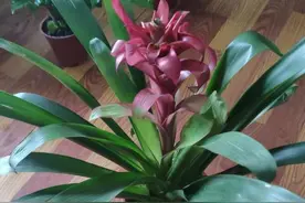 家里的鸿运当头花不红的原因找到了，这几方面入手，轻松给解决图片