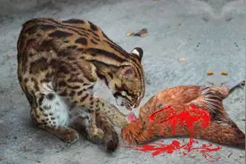 农村常说的“抓鸡虎”到底是什么？没断奶就敢咬鸡，还不能打？图片