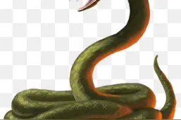 眼镜王蛇断头20分钟仍咬人，致人丧命，毒蛇斩首后真会复仇吗？图片