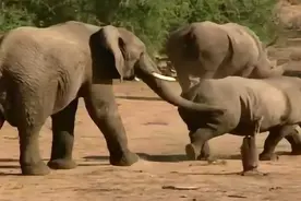 大象与犀牛明明物种不同，为何非洲公象还要“强暴”犀牛呢？图片