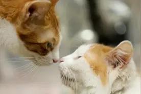 为什么猫咪交配时，公猫要死死咬住母猫的后颈？母猫的声音太凄惨图片