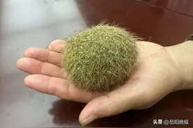 稀罕物？岳阳一村民杀猪疑现“猪宝”，鉴定结果让人意外图片