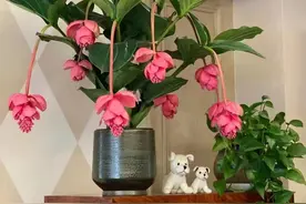 10种“喜阴花”，客厅“佼佼者”，光照极差，也能开满花图片