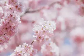 武汉6大赏樱圣地，TOP1竟然是……图片