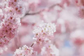 武汉6大赏樱圣地，TOP1竟然是……图片
