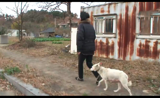 狗狗欠下风流债,老婆带孩子上门霸占窝,亲子鉴定结果好气又好笑