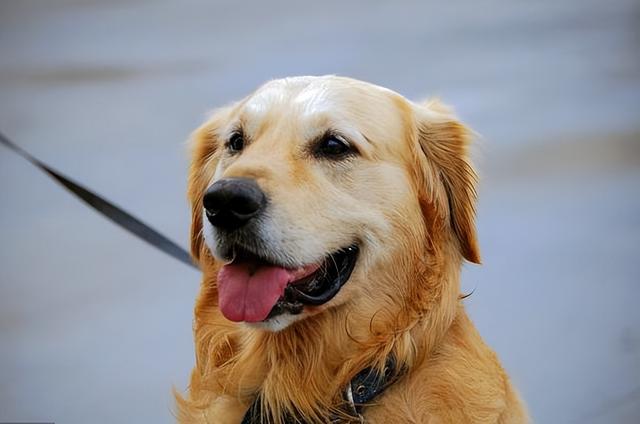 金毛犬掉毛是怎么回事?真相来了