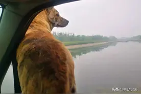 心灵碎语——人狗情未了之二图片