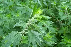它就是益母草，名副其实的“妇女之友”，却常当艾草铲除，可惜了图片