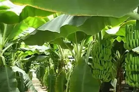 在广东打工的日子（3）—第一次吃杨桃图片