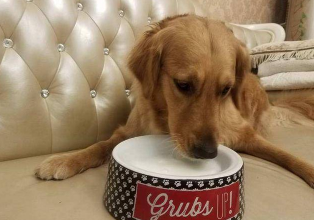 狗狗一点东西都不吃怎么办 狗狗不吃东西怎么提胃口？
