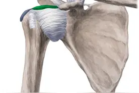 上肢的详细解剖图片